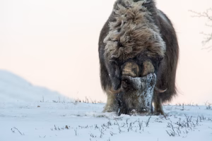 Nasjonalparkriket moskus