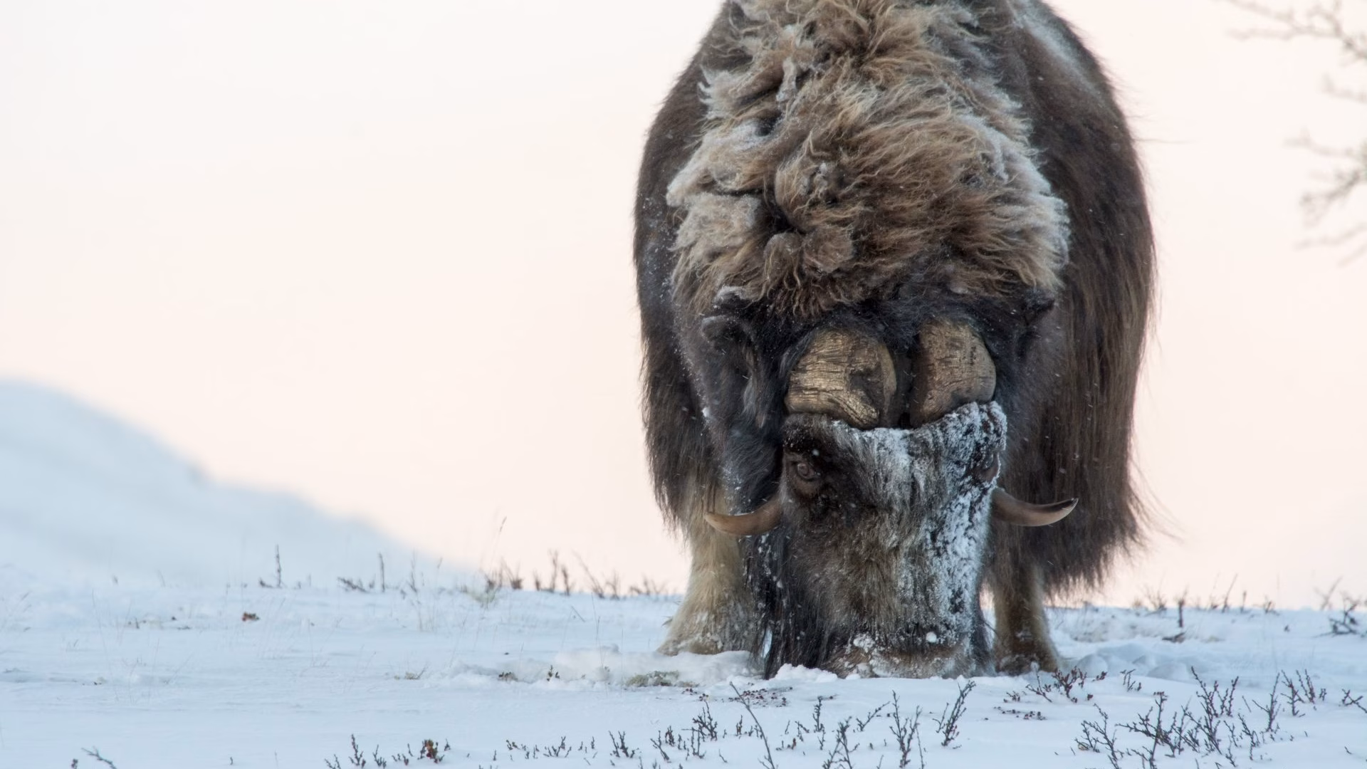 Nasjonalparkriket moskus